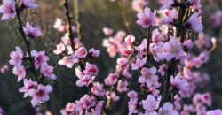 Casa en ALQUILER TEMPORARIO