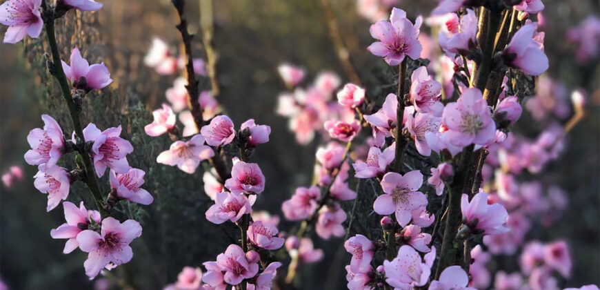 Casa en ALQUILER TEMPORARIO